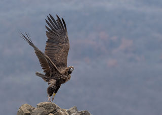Carolyn Moore_Black Vulture in the Rhodopi Mountains_12_.jpg