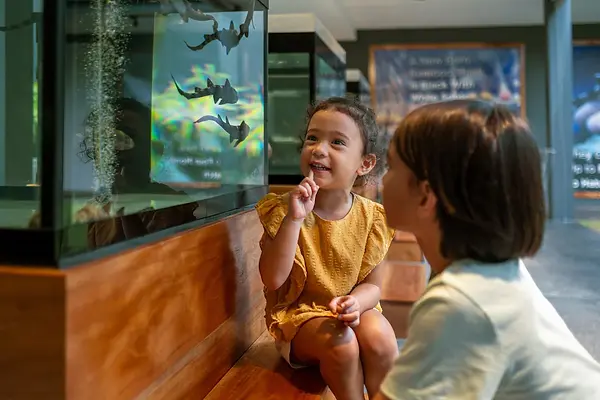 shark babies