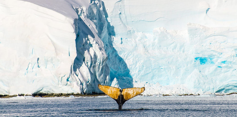 Whales in March