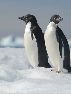 penguin-adelie-pygoscelis-adeliae-the-most-widely-spread-penguin-species.webp