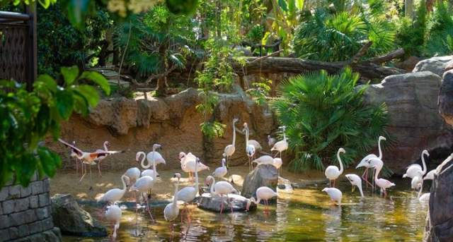 flamingos en bioparc