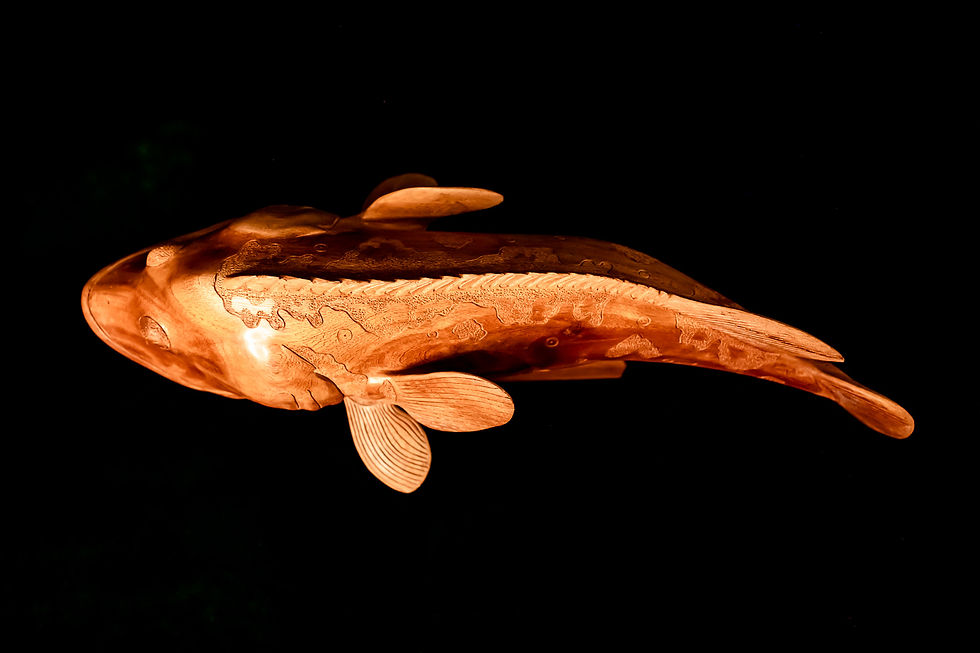 Thumbnail: SPOTTED CORAL GROUPER CARVING - SOLOMON ISLANDS