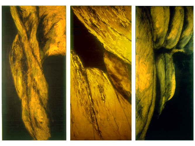 CARAPACE DRAWINGS