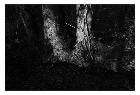 Black and white photograph of woodland in Wales. Two tree trunks lit by direct sunlight against dark woodland background.