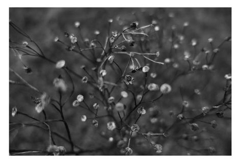 Black and white photograph at Crymlyn Burrows, South Wales.  In winter white seed heads against an out of focus background.