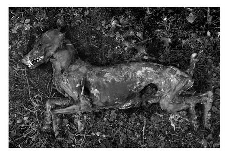 Black and white photograph at Crymlyn Burrows, South Wales.  The rotting corpse of a dog.