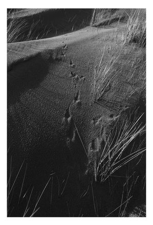 Black and white photograph at Crymlyn Burrows, South Wales.  Dunes in low contrast light with bird foot prints.