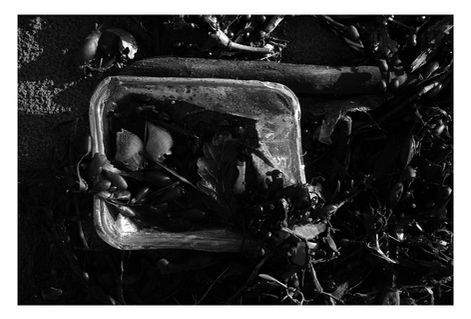 Black and white photograph at Crymlyn Burrows, South Wales.  Plastic box waste on beach naturally filled with seaweed and shells,