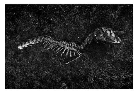 Black and white photograph at Crymlyn Burrows, South Wales.  The bleached bones og a rabbit skeleton