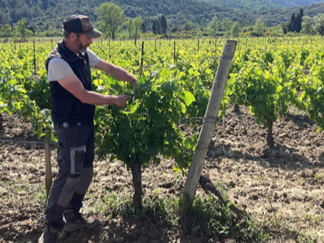 Domaine Blanc Plume - Raphaël Colin