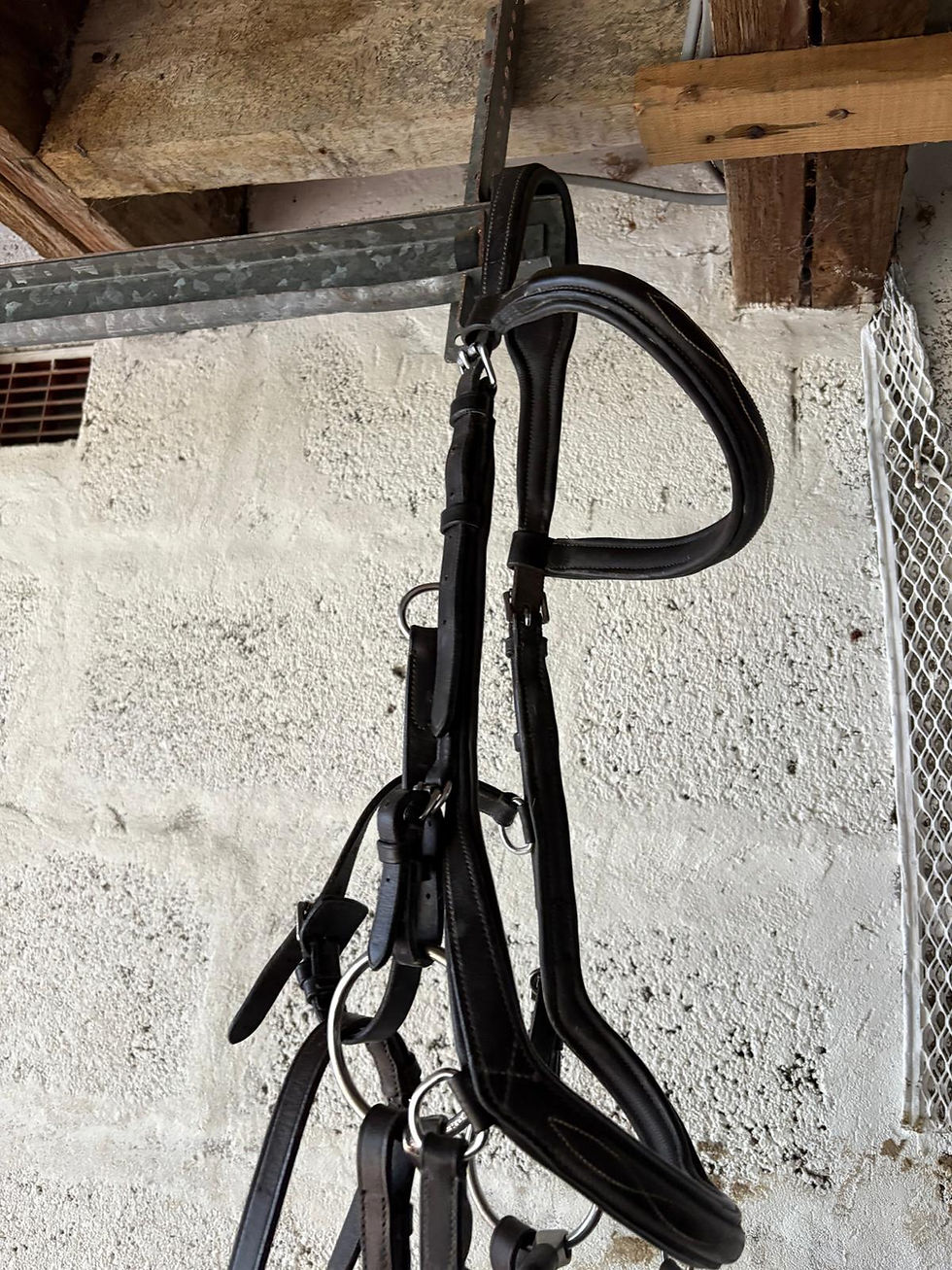 Bridle