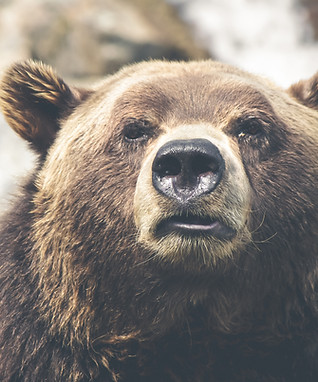 Grizzly Bear