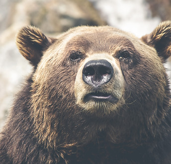 Grizzly Bear