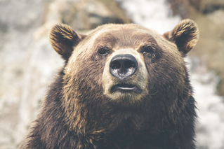 "Help The Bear"