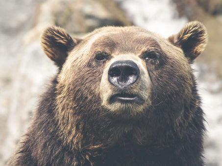 Are you a bear?