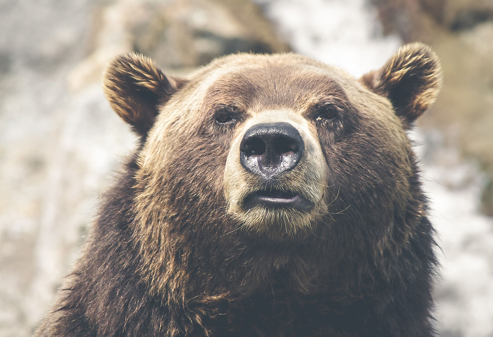 Grizzly Bear