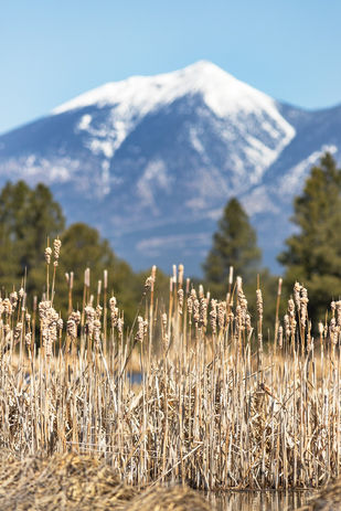 Reeds grow in a water retention pond at Kachina Wetlands outside of Flagstaff with the San Francisco Peaks in the background, April 2.
