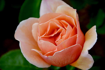 DSC_8029.jpeg