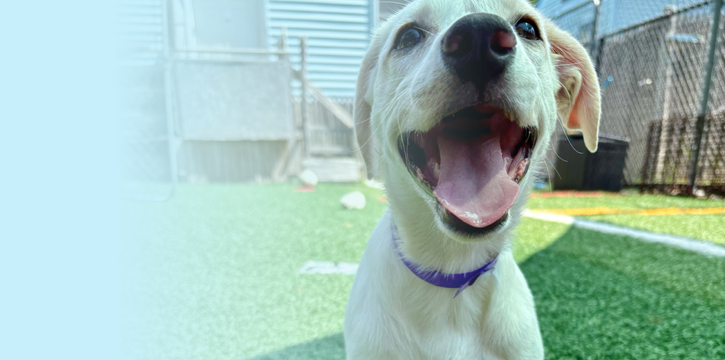 Image of a white puppy