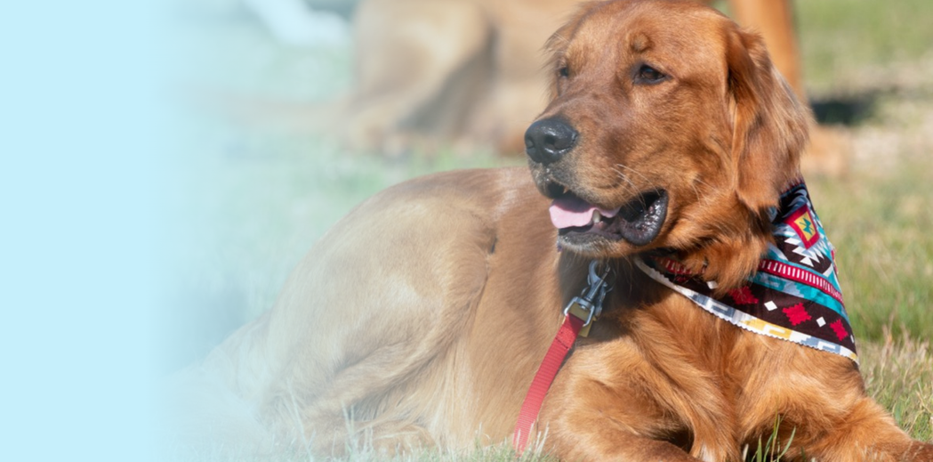 image of a golden retriever dog.