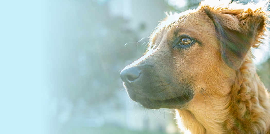 Image of a mixed breed dog