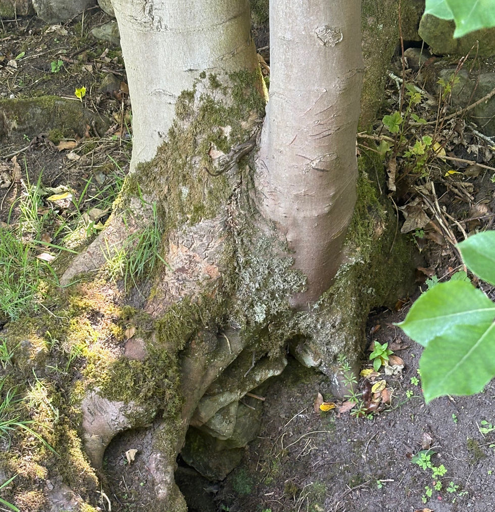 Deep rootedness in Christ