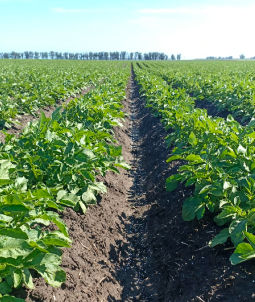 Filas de cultivo de papa en etapa de desarrollo con suelo fértil.