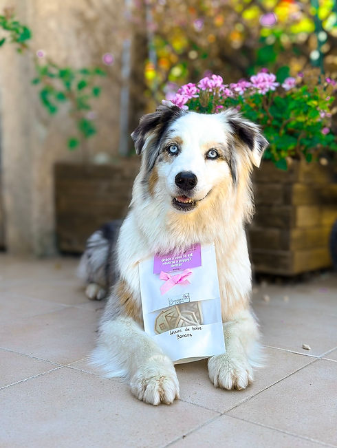 biscuit chien.jpg