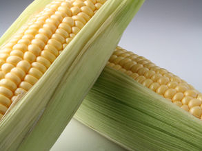 🥕 Home Grown Vegetables - A True Blue Guide When To Plant 🥕