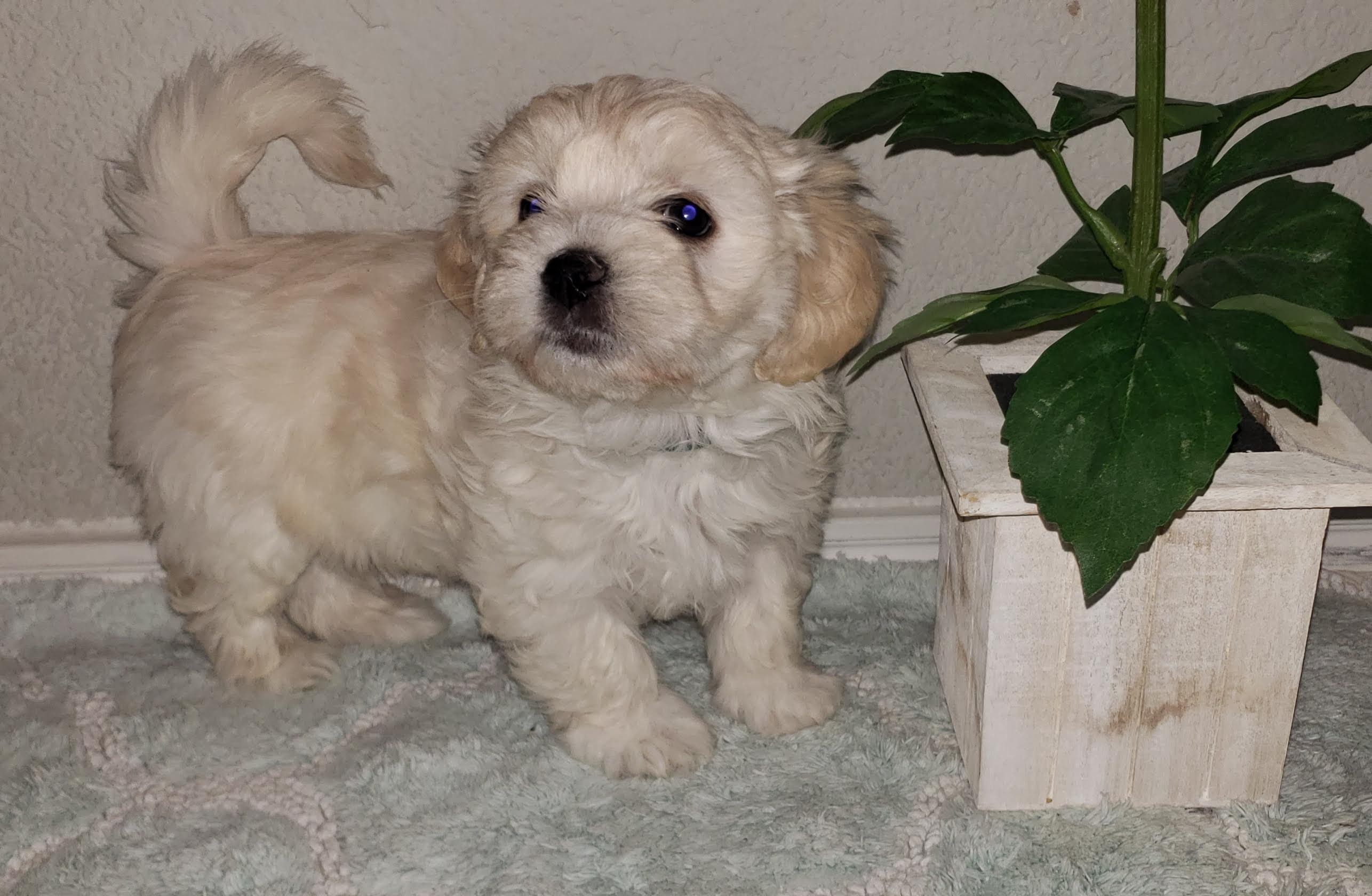 Max 6 weeks old