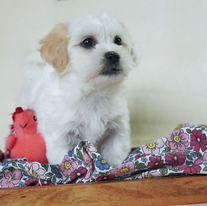 86121 (1).jpeg