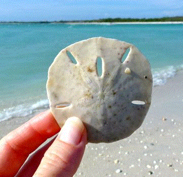sand dollar