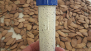 KESSLER trees: A Premier Source of High-Quality Protein from the Desert!
