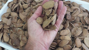 Pongamia 5781-A pellets: Renewable raw material for energy sourced from the desert