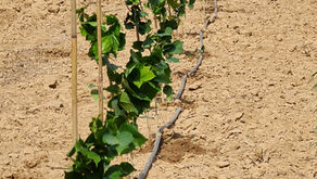 Bank Hapoalim supports Kessler's Smart carbon plantations