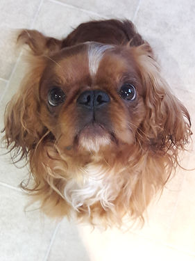 Dog begging