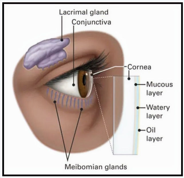 the glands that produce tears: lacrimal gland, conjunctiva and meibomian glands
