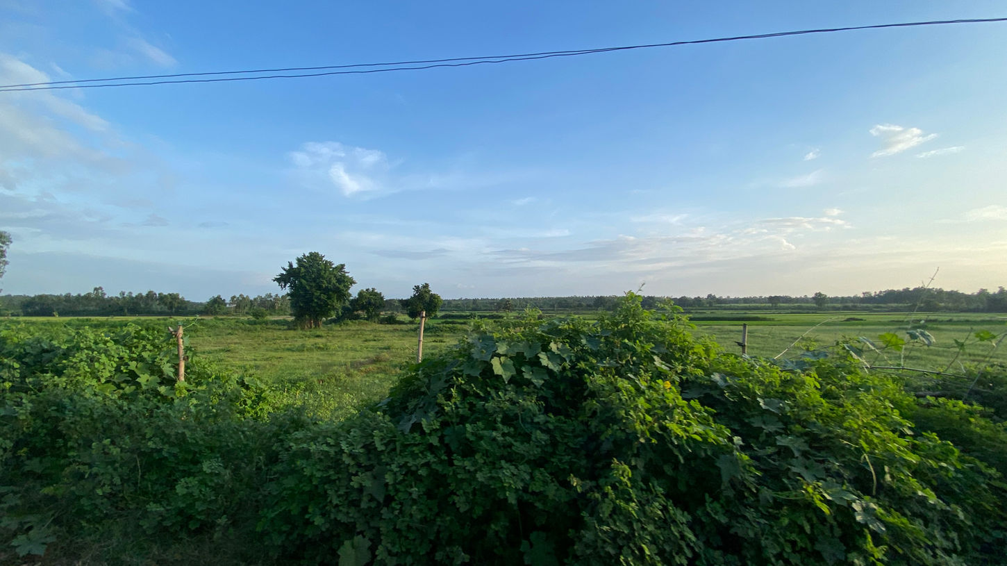 Paddy Fields | Bishnupur Getaway