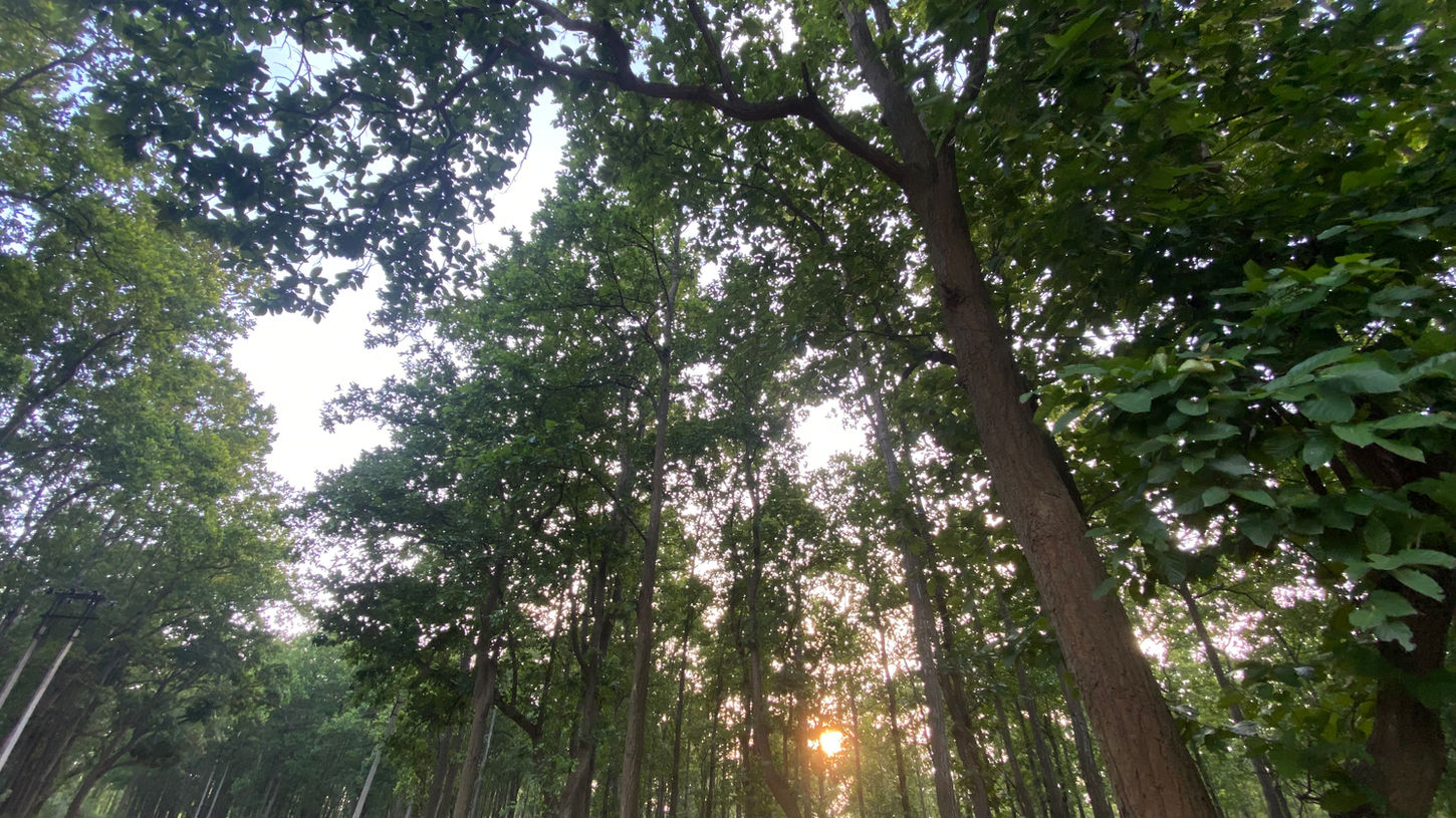  Sunset in the Jungle | Bishnupur Getaway