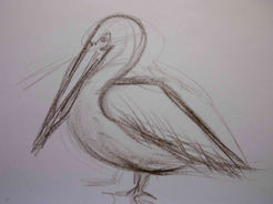 Pelikan Pelican Zoologischer Garten Berlin Bild painting von by Johanna Mack Dobiosch