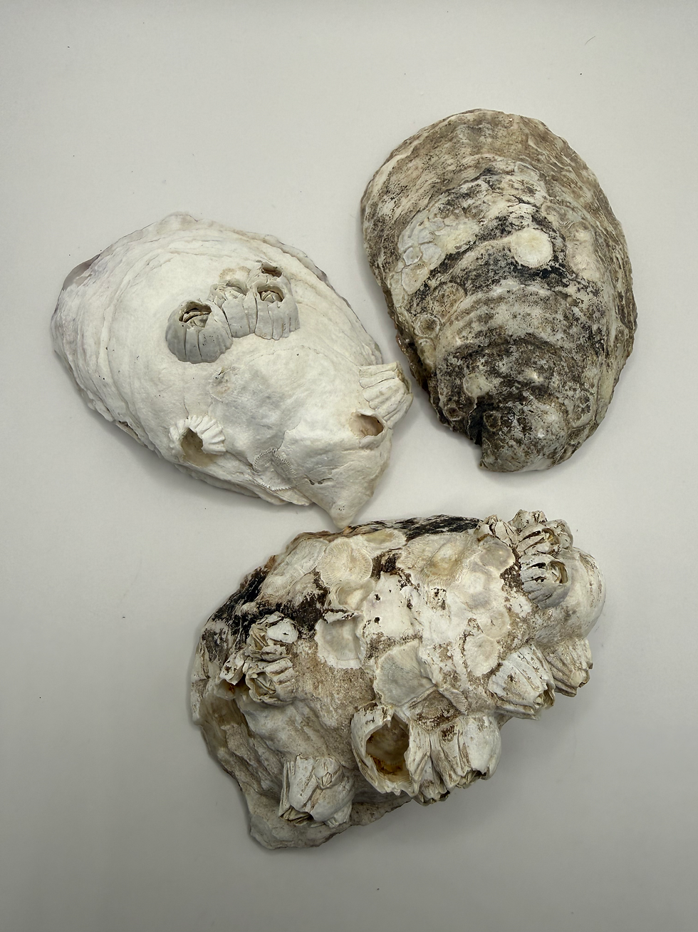 Thumbnail: Set of 3 Oyster Shells: Food Grade