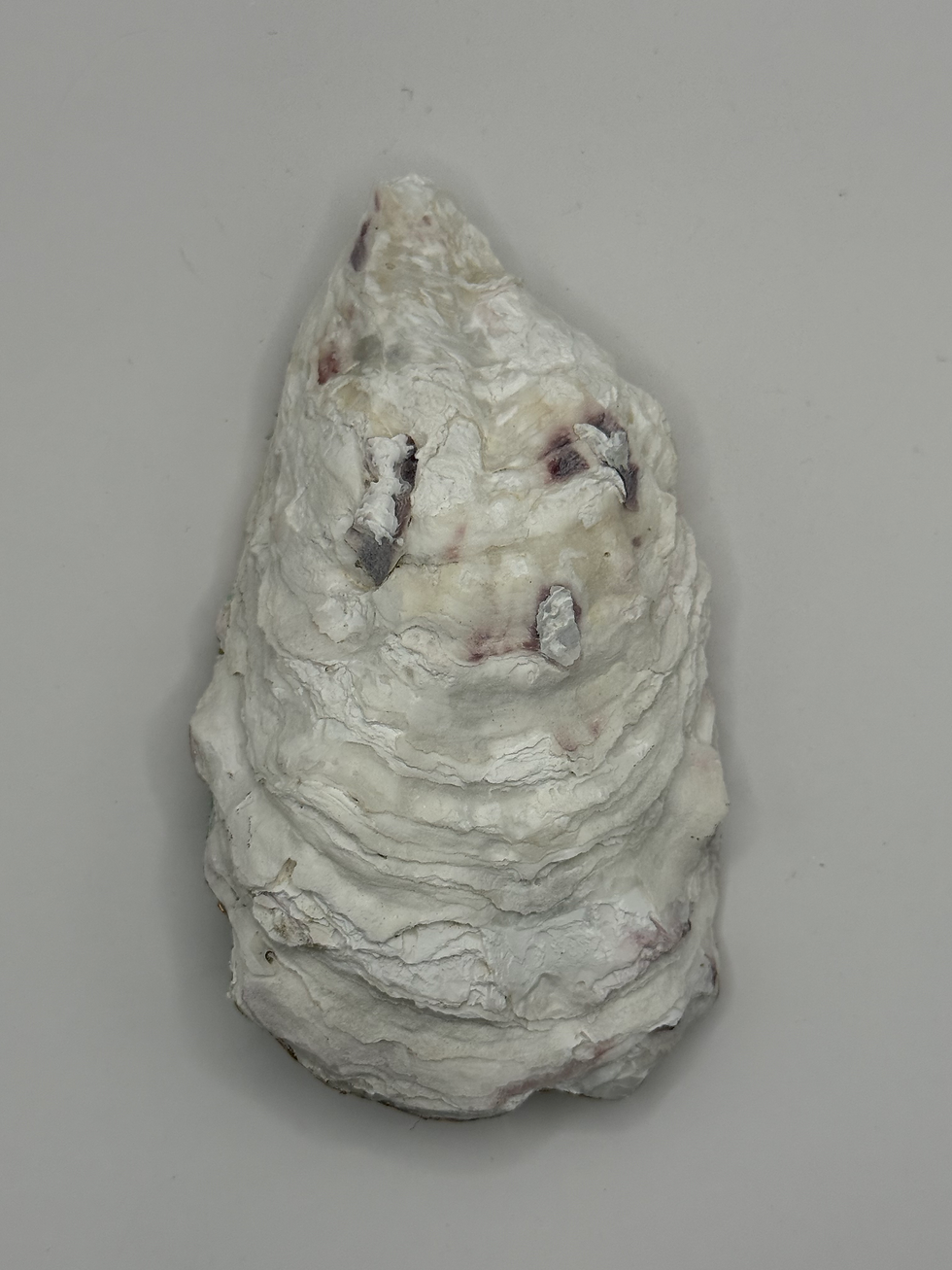 Thumbnail: Small Cornflower Design Oyster Shell