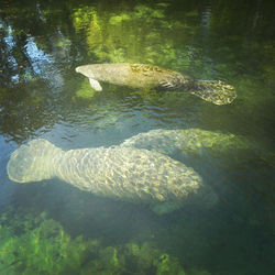 #manatee #manatees #homosassa #crystalriver #christieaphrodite #centralflorida #gulfcoast #seamammal