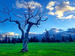 Beautiful #naked #tree standing strong through the #pnw #winter _)_#olympics #olympicpeninsula #wash