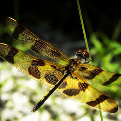 #dragonfly #thekeys #floridakeys #florida #insects #christieaphrodite #travel #nature #naturephotogr