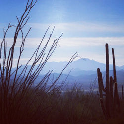 #arizona #desert #cactus #mountains #tucson #bigsbee #christieaphrodite
