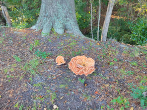 A Detour, a Delay, and Six Pounds of Chicken of the Woods