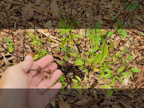 A Moment with Thai Basil (May)