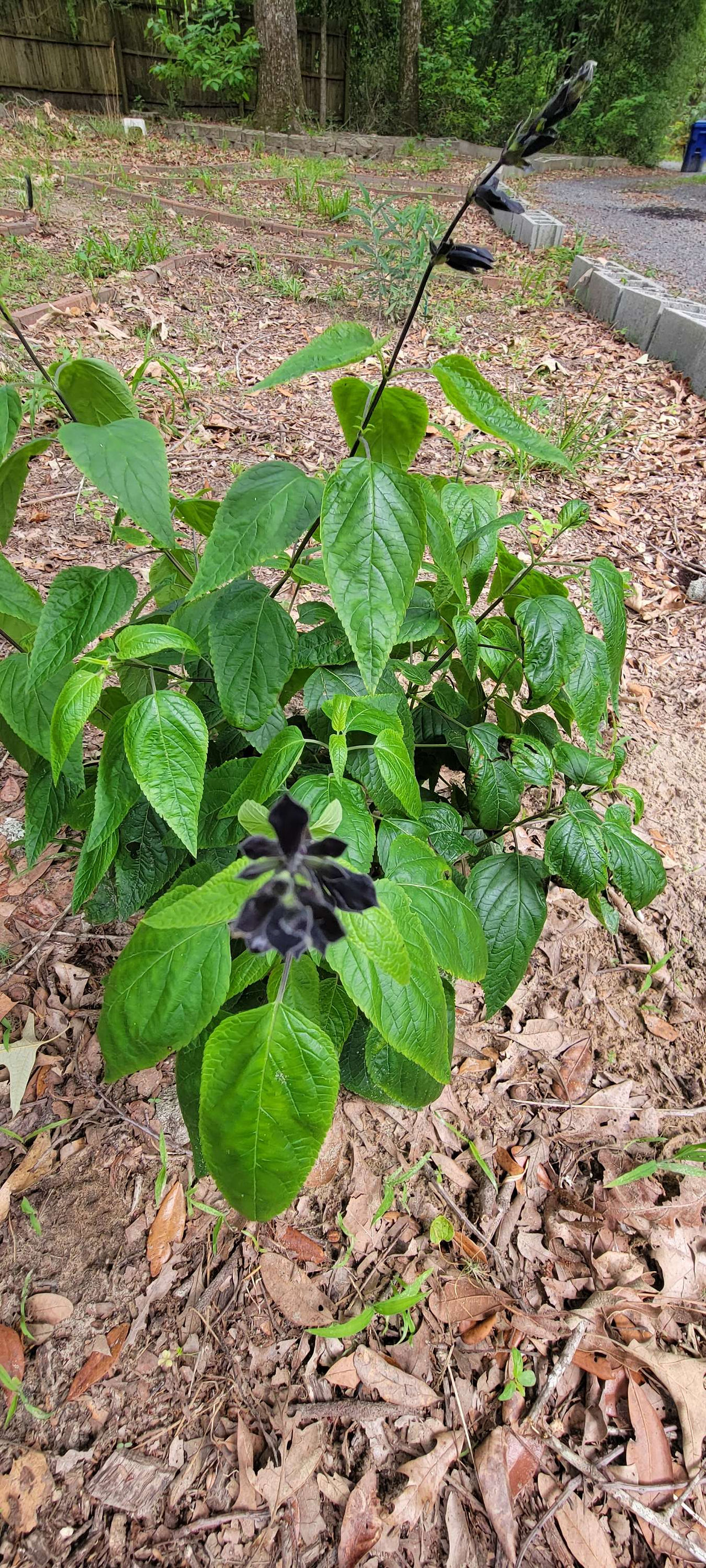 Black and Blue Sage (Salvia guaranitica) flowers.