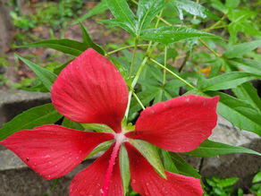 A Moment with Hibiscus (April)